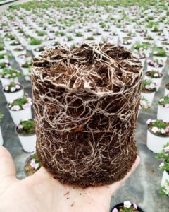 Rooting in Kekkilä Professionals Easy FLOW Product