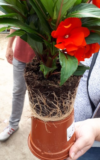 healthy roots as an example of Prevented Algae in the Greenhouse