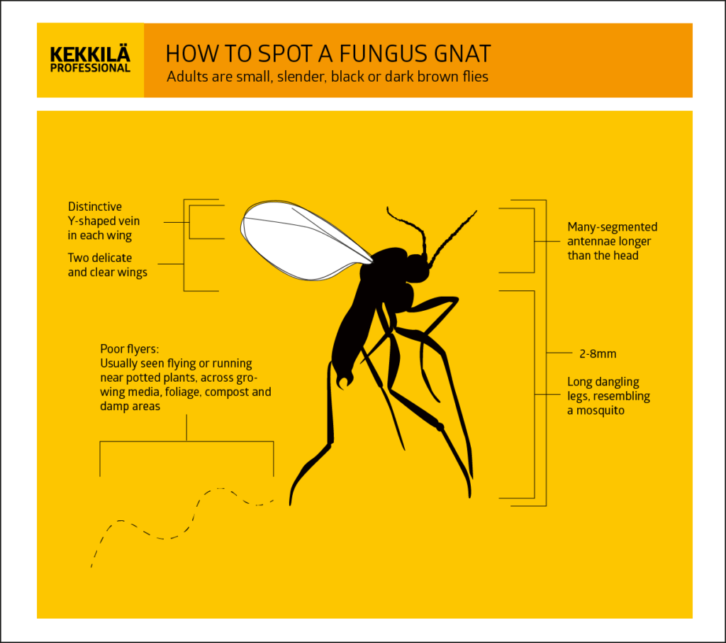 Recognise Fungus Gnats