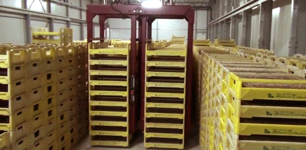 Tomato propagation germination room