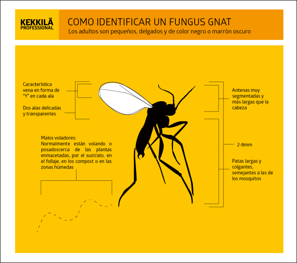 Fungus Gnats infographic Español