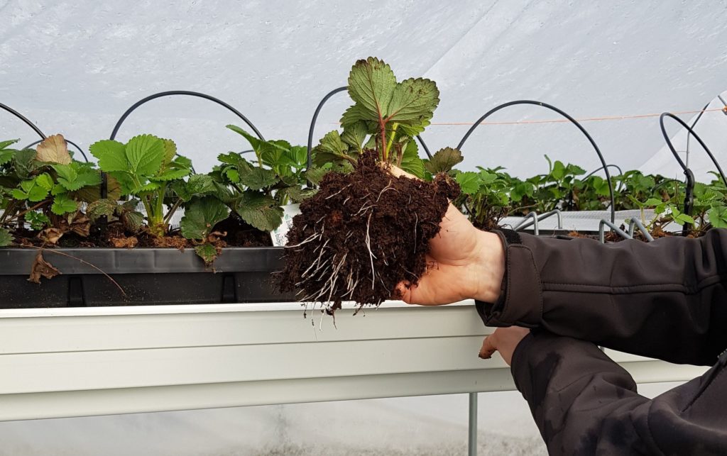 Strawberry growing in gutters