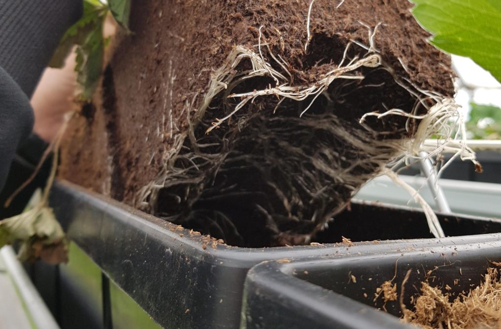 Strawberry roots