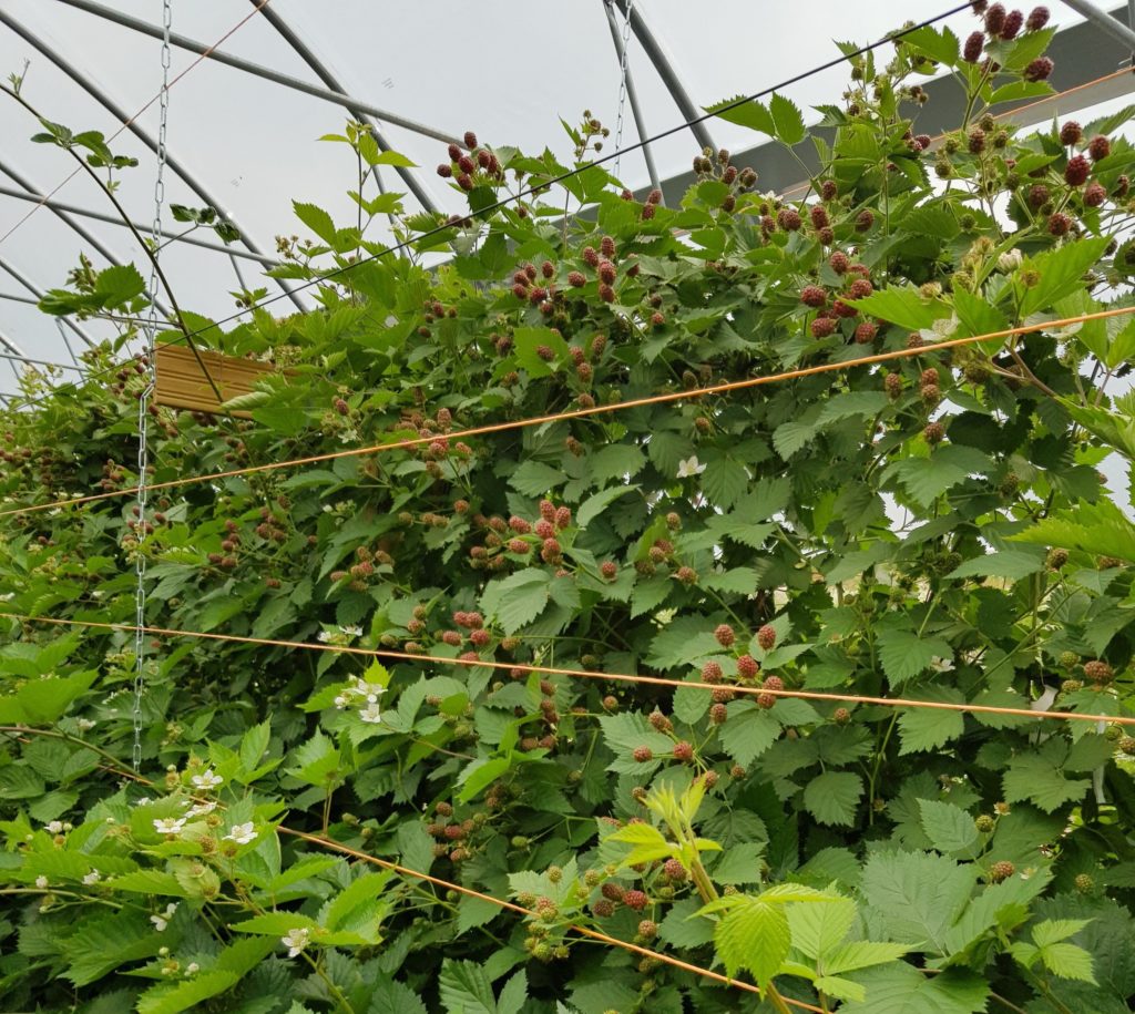 Raspberries in tunnel