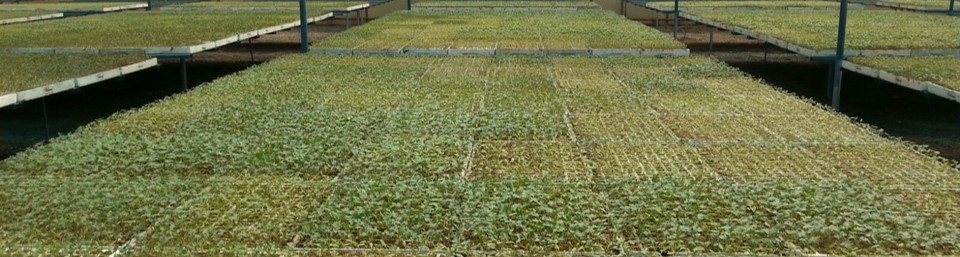 Uneven germination and growth