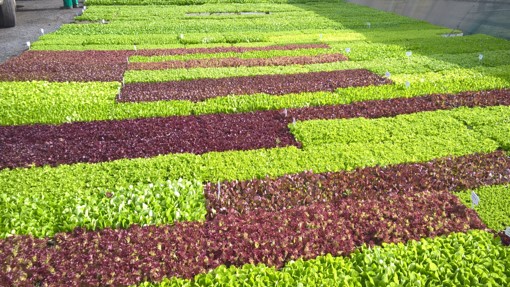 Good even germination lettuce