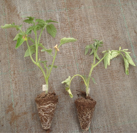 Young plants growing in substrate with wrong coarseness