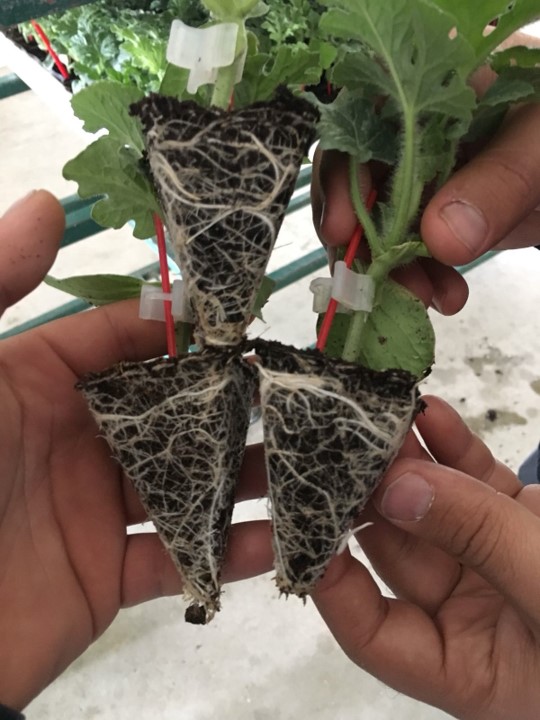 Young plant growing in the right substrate