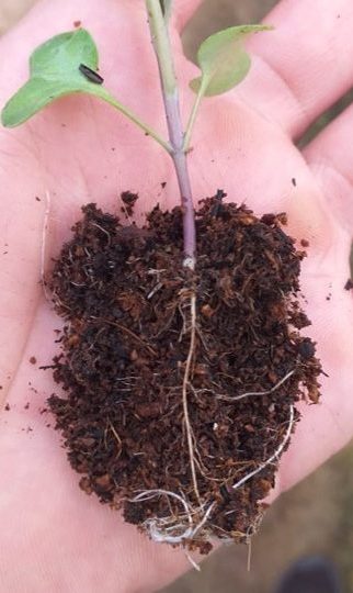 Young Plant growing in coir mix with wrong coarseness