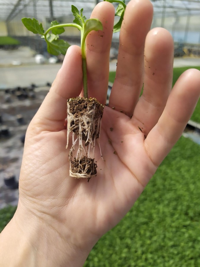 Issues in growing young plants, gaps in roots