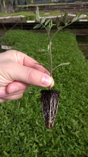 Good root development in Kekkilä Professional