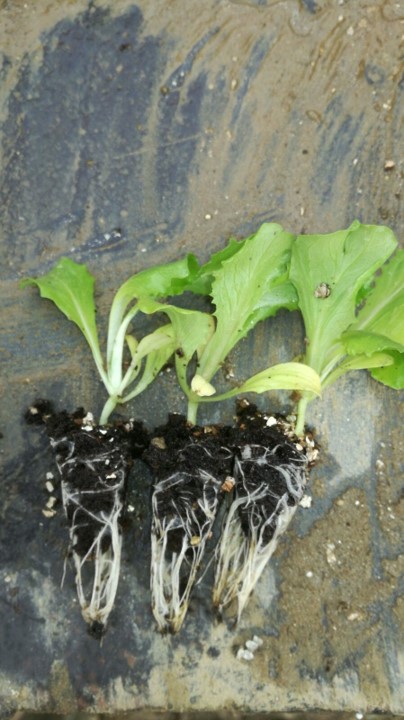 Young plants with good root development
