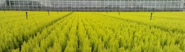 forest nursery