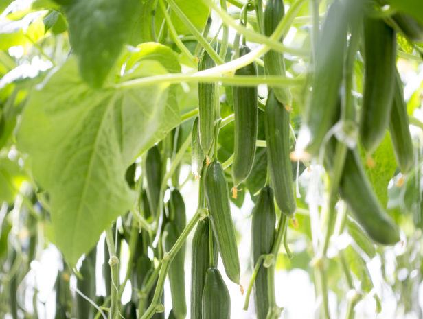 VFH_segment_cucumber_2015_Pro_07-616x465