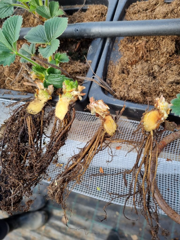Strawberry plant affected by phytophthora