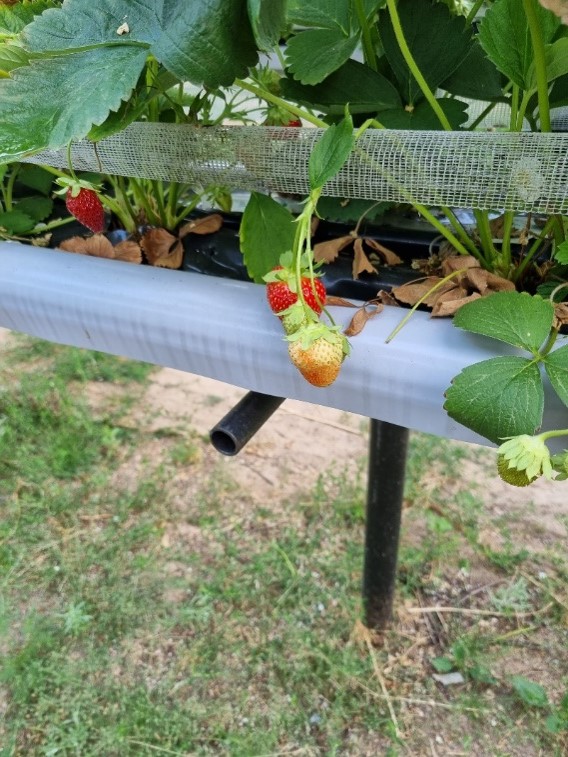 Strawberry plant, taste