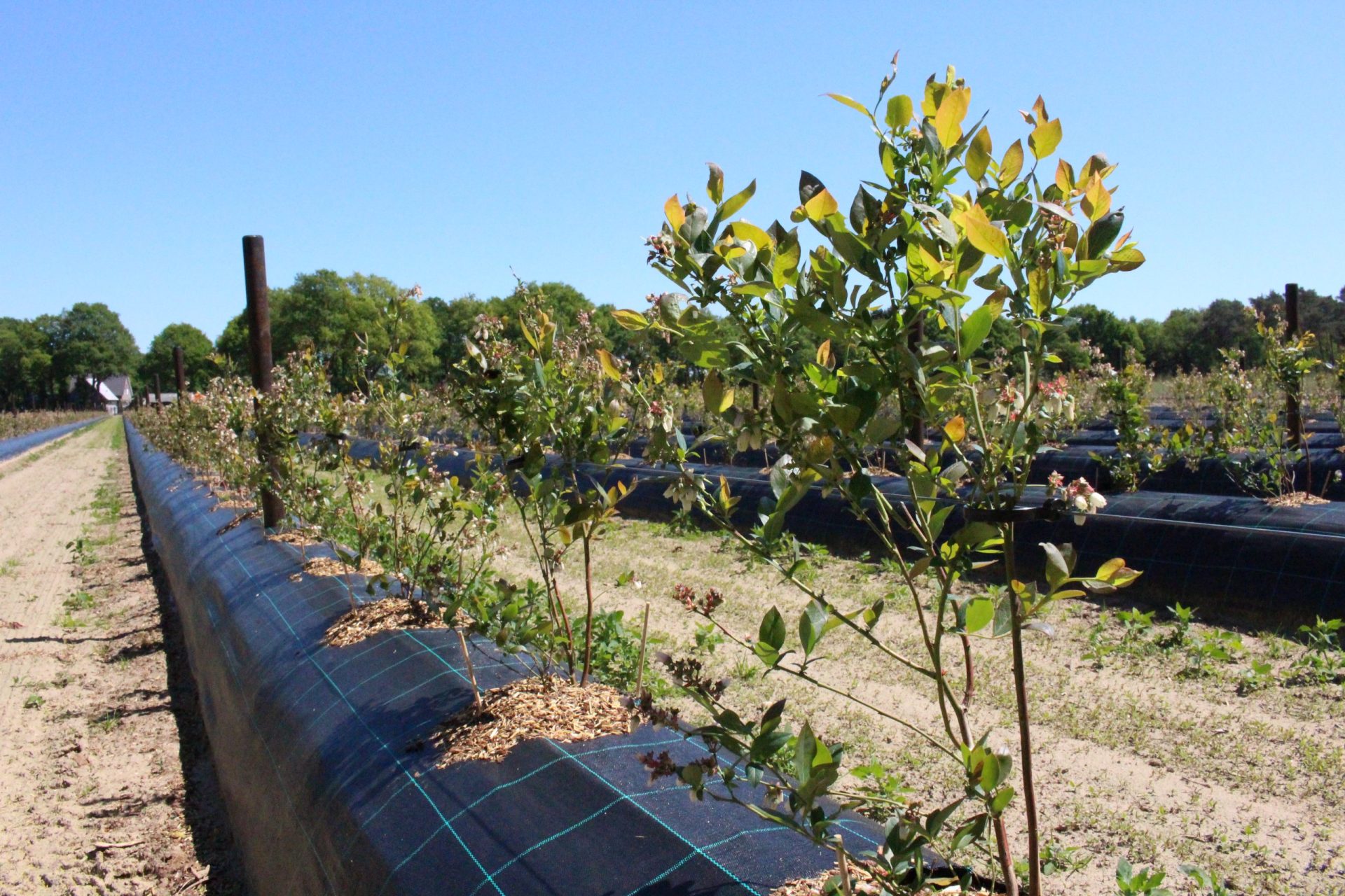 Growing blueberries in ridges Kekkilä Professional