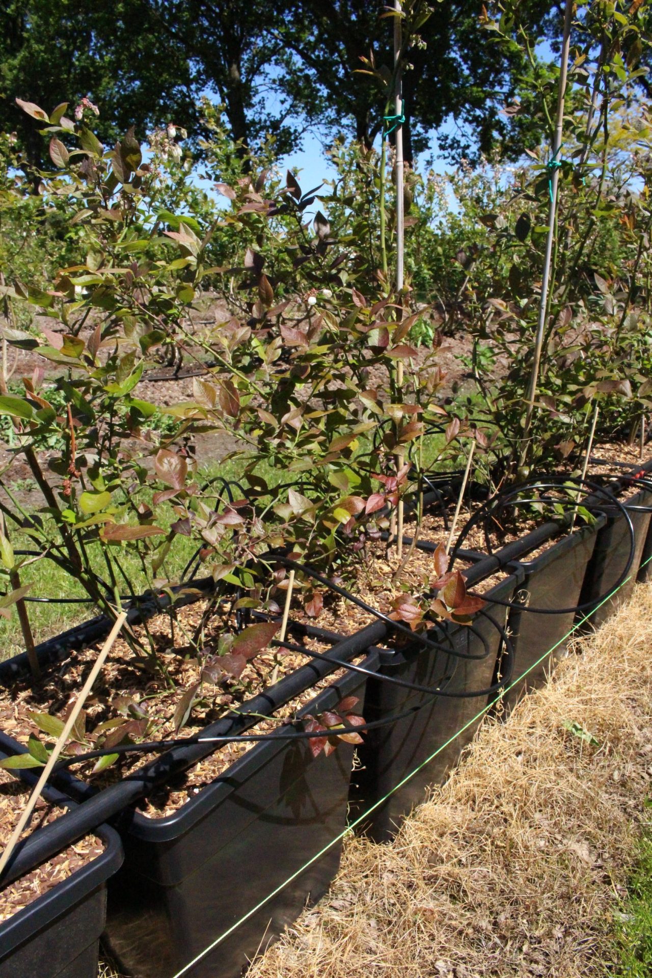 Growing blueberries in pots Kekkilä Professional