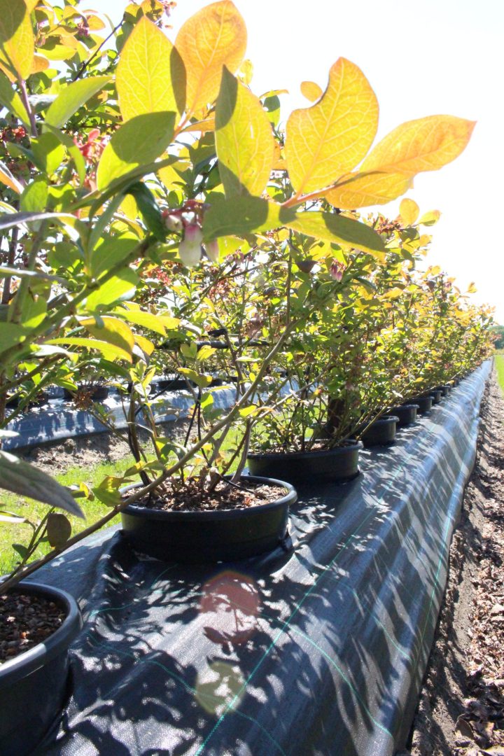 blueberries in pots in ridges