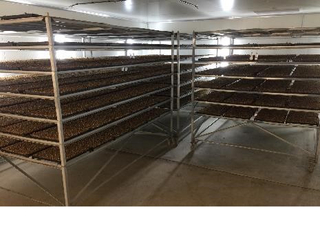 Germination Room for cabbage seedlings