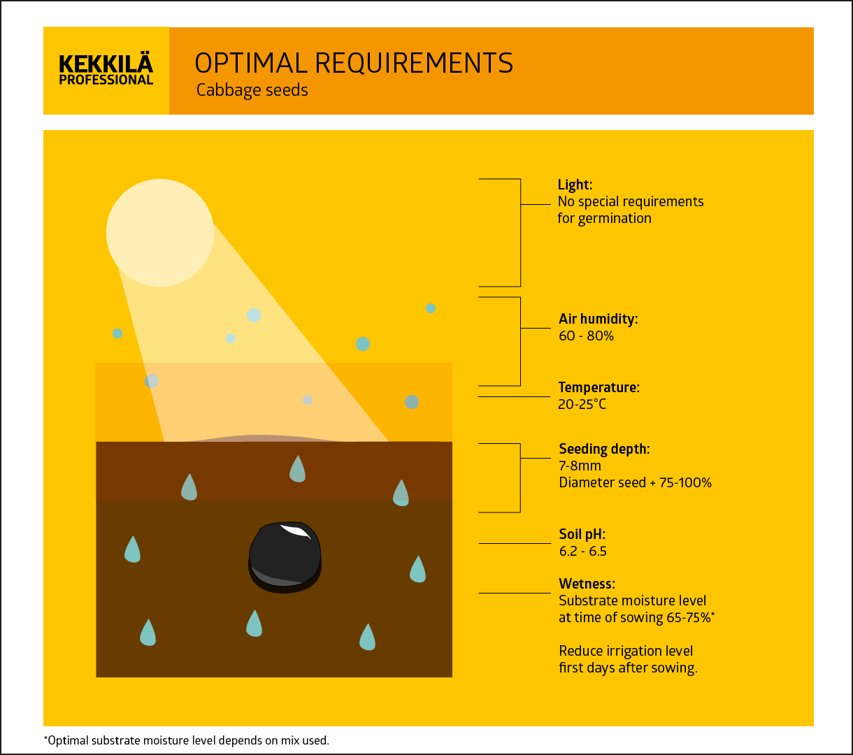 Germination requirements cabbage seeds