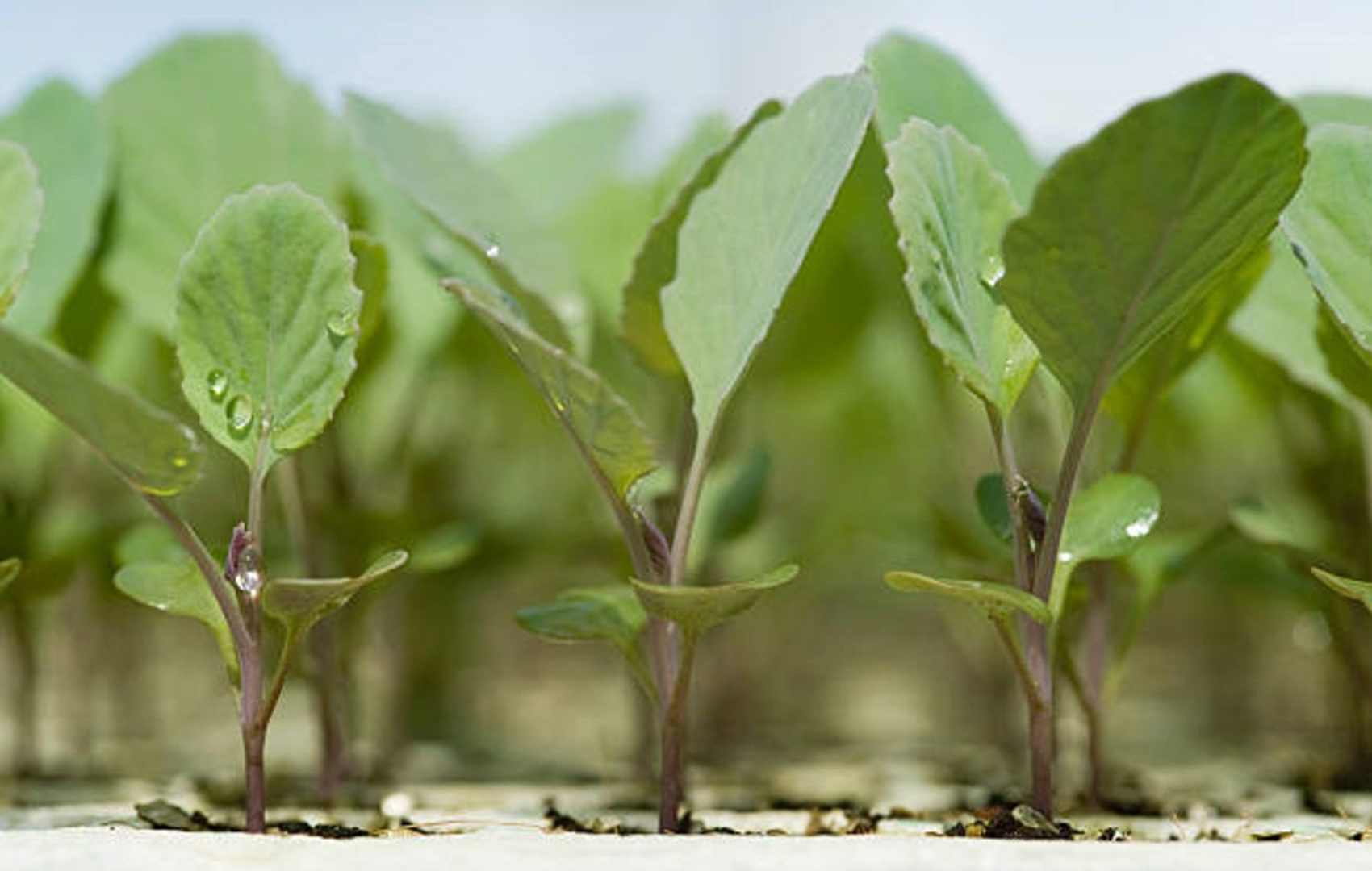 Cabbage seedlings in Kekkilä Professional substrate