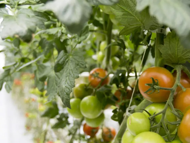Tomatoes