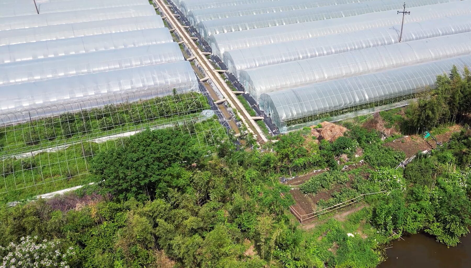 Greenhouse cultivation